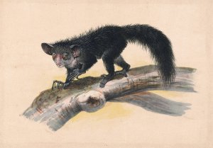 The Aye-Aye by Joseph Wolf Oil Painting