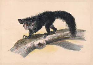 The Aye-Aye by Joseph Wolf Oil Painting