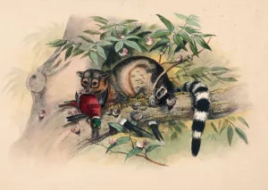 The Bassaris by Joseph Wolf Oil Painting