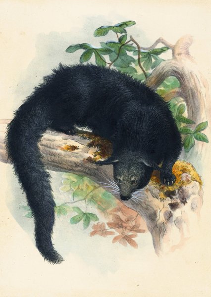 Main Product Photo of The Binturong  Painting by Joseph Wolf