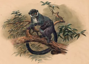 The Black-Fronted Lemur by Joseph Wolf Oil Painting