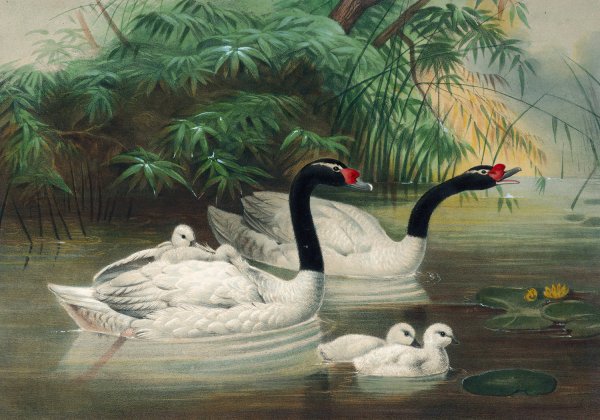 The Black-Necked Swan  by Joseph Wolf - Hand-Painted Oil Painting Reproduction