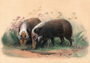 The Bosch-Vark by Joseph Wolf Oil Painting
