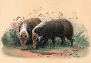 The Bosch-Vark by Joseph Wolf Oil Painting