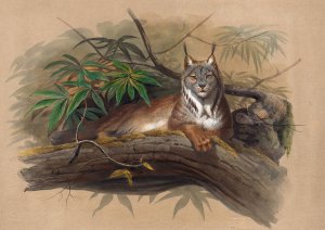 The Canadian Lynx by Joseph Wolf Oil Painting