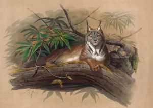 The Canadian Lynx by Joseph Wolf Oil Painting