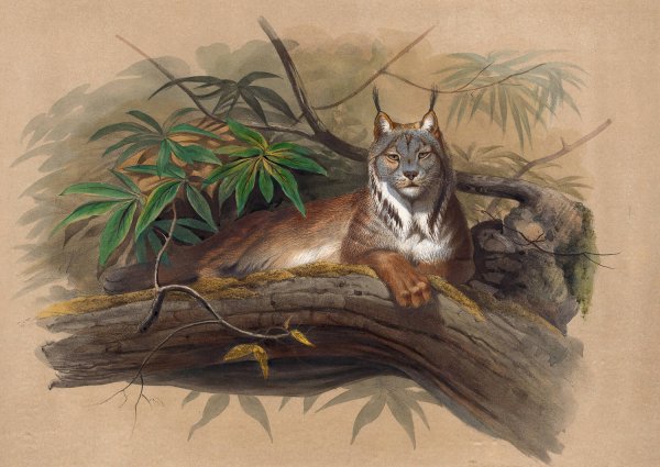 The Canadian Lynx  by Joseph Wolf - Hand-Painted Oil Painting Reproduction