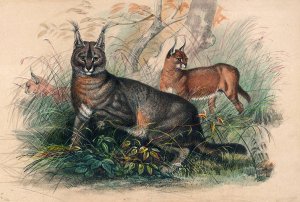 The Caracal by Joseph Wolf Oil Painting