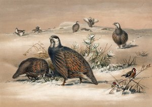 The Caspian Snow-Partridge by Joseph Wolf Oil Painting