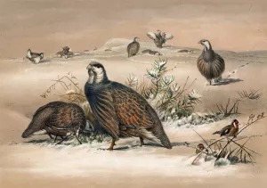 The Caspian Snow-Partridge by Joseph Wolf Oil Painting