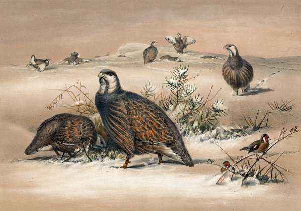Main Product Photo of The Caspian Snow-Partridge  Painting by Joseph Wolf