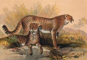 The Cheetah by Joseph Wolf Oil Painting