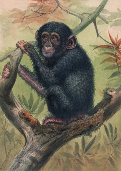 Main Product Photo of The Chimpanzee  Painting by Joseph Wolf