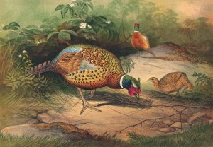 The Chinese Pheasant by Joseph Wolf Oil Painting