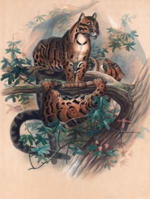 The Clouded Tiger by Joseph Wolf Oil Painting