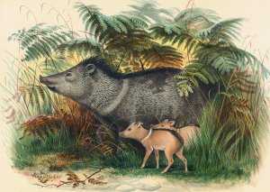 The Collared Peccary by Joseph Wolf Oil Painting