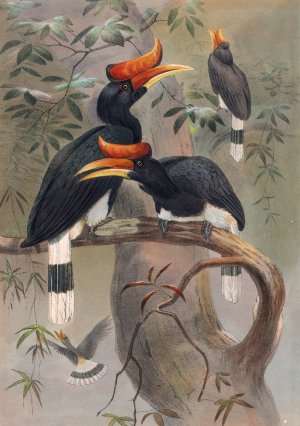 The Concave-Casqued Hornbill by Joseph Wolf Oil Painting