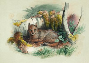 The Egyptian Cat by Joseph Wolf Oil Painting