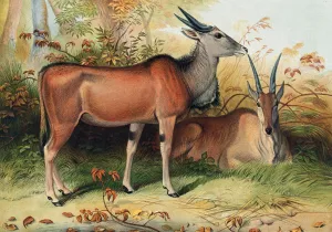 The Eland by Joseph Wolf Oil Painting