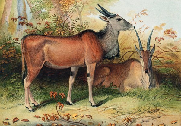 The Eland  by Joseph Wolf - Hand-Painted Oil Painting Reproduction