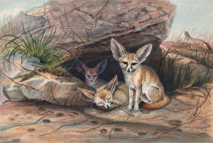 The Fennec Fox by Joseph Wolf Oil Painting