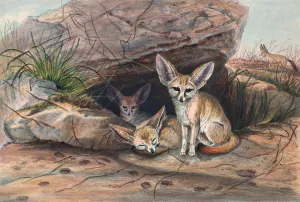 The Fennec Fox by Joseph Wolf Oil Painting