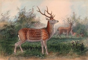 The Formosan Deer by Joseph Wolf Oil Painting