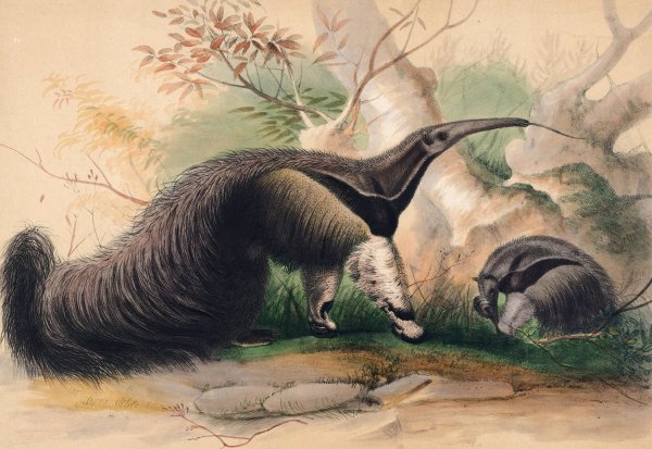 The Great Anteater  by Joseph Wolf - Hand-Painted Oil Painting Reproduction