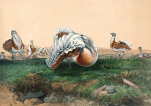 The Great Bustard by Joseph Wolf Oil Painting