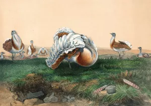 The Great Bustard by Joseph Wolf Oil Painting