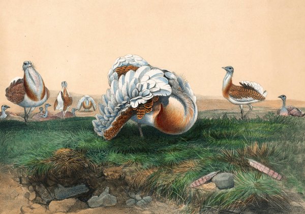 The Great Bustard  by Joseph Wolf - Hand-Painted Oil Painting Reproduction