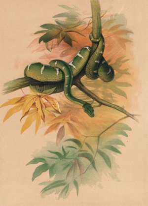 The Green Boa by Joseph Wolf Oil Painting