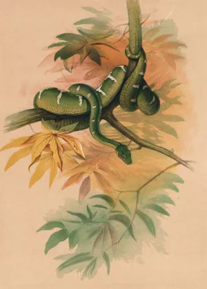 The Green Boa by Joseph Wolf Oil Painting