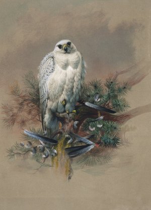 The Greenland Falcon by Joseph Wolf Oil Painting