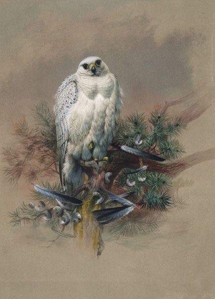 The Greenland Falcon  by Joseph Wolf - Hand-Painted Oil Painting Reproduction