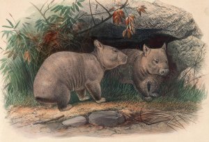 The Hairy-Nosed Wombat by Joseph Wolf Oil Painting
