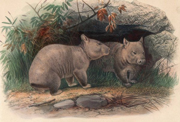 Main Product Photo of The Hairy-Nosed Wombat  Painting by Joseph Wolf
