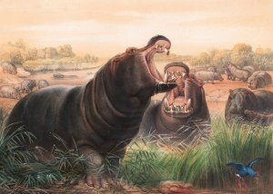 The Hippopotamus by Joseph Wolf Oil Painting