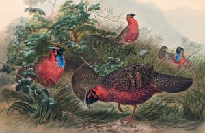The Horned Tragopan by Joseph Wolf Oil Painting