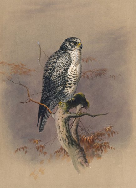 The Iceland Falcon  by Joseph Wolf - Hand-Painted Oil Painting Reproduction