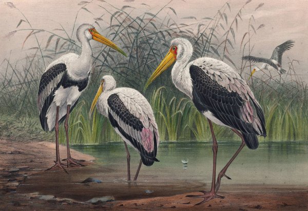 The Indian Wood Ibis  by Joseph Wolf - Hand-Painted Oil Painting Reproduction