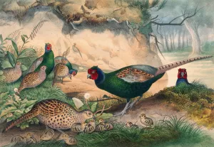 The Japan Pheasant by Joseph Wolf Oil Painting