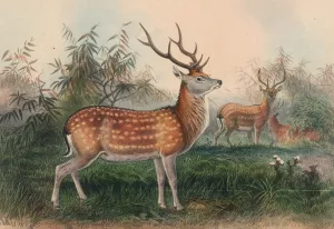The Japanese Deer by Joseph Wolf Oil Painting