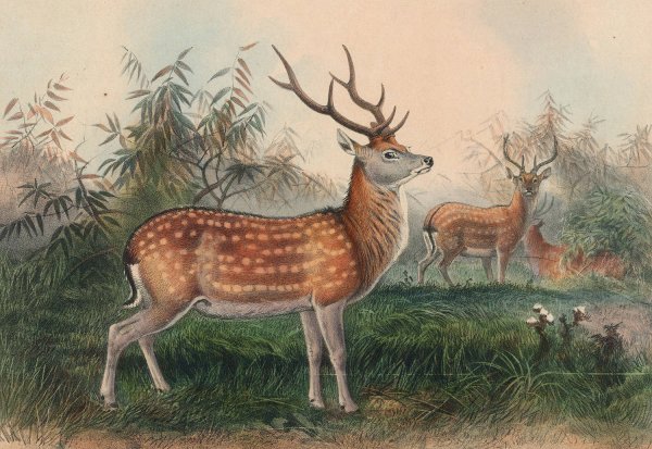 Main Product Photo of The Japanese Deer  Painting by Joseph Wolf