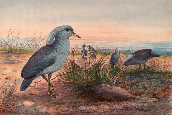 The Kagu  by Joseph Wolf - Hand-Painted Oil Painting Reproduction