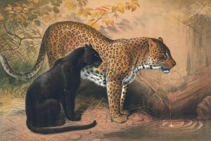 The Leopard by Joseph Wolf Oil Painting