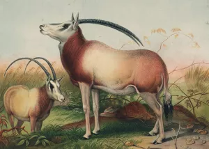 The Leucoryx Antelope by Joseph Wolf Oil Painting