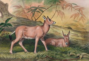 The Leucoryx by Joseph Wolf Oil Painting