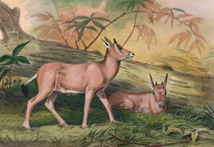 The Leucoryx by Joseph Wolf Oil Painting