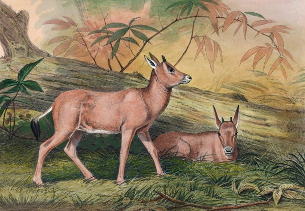 Main Product Photo of The Leucoryx  Painting by Joseph Wolf